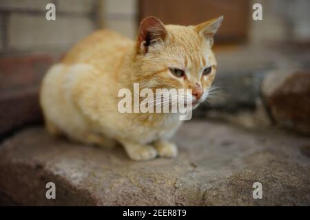 Joli chat de sable reposant sur un escalier en pierre. Banque D'Images