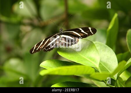 Papillon zébré à ailes longues (Heliconius arithmétique) Banque D'Images