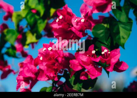 Gros plan des fleurs de bougainvilliers violet vif, Bougainvilliers spectabilis, sur fond de ciel bleu, vocations estivales. Banque D'Images