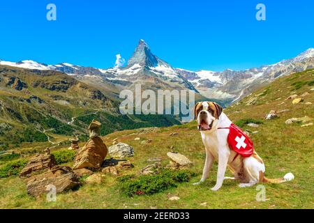 Chien de secours Saint-Bernard debout à Zermatt, canton du Valais, Suisse, avec le Mont Matterhorn ou Monte Cervino ou Mont Cervin le long des 5 lacs Banque D'Images