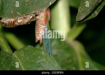 Métamorphose d'une cicada. Un adulte vient de sortir de son exosquelette. Banque D'Images