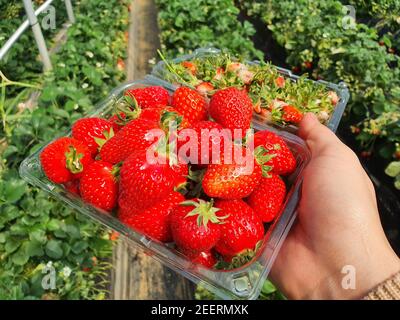Cueillette de fraises, pleine de paille rouge dans le cas Banque D'Images