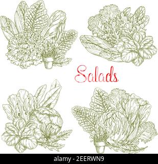 Salades de laitue croquis vectoriel de chicorée, cresson ou sorrel et collard de gotukola. Cultivez des légumes frais de feuilles d'oakleaf, d'arugula et d'iceberg ou de pak Illustration de Vecteur