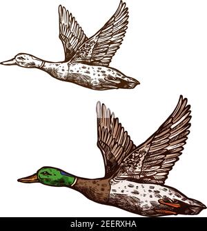 Icône isolée de vecteur d'esquisse d'oiseau sauvage de canard ou de canard colvert. Widgeon drake ou Oies volant avec des ailes étalées. Symbole de la faune et de la zoologie du zoo natu Illustration de Vecteur