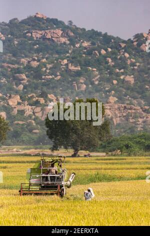 Ayodhya, Karnataka, Inde - 9 novembre 2013 : machine de battage à picker Claas verte plus petite récolte dans un champ de riz mûr alors que la femme regarde. Forêt h Banque D'Images