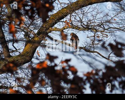 Hawk dans la nature Banque D'Images