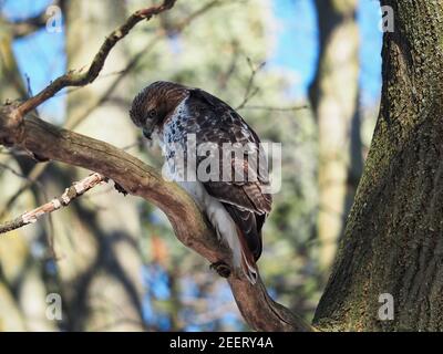 Hawk dans la nature Banque D'Images