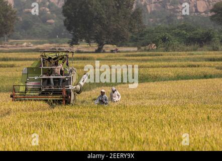 Ayodhya, Karnataka, Inde - 9 novembre 2013 : machine de battage de ramassage Claas verte plus petite récolte dans un champ de riz mûr tandis que 2 femmes marchent. Boisé Banque D'Images