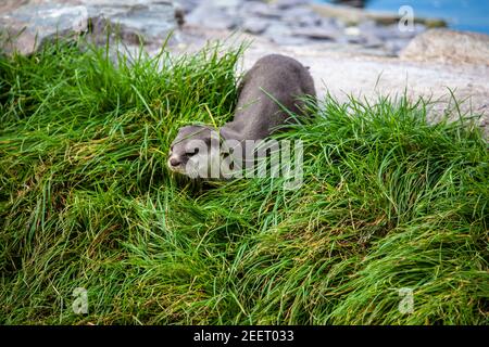 La loutre asiatique à petit clawed Aonyx cinereus se déplaçant dans l'herbe épaisse terres sèches (captives) Banque D'Images