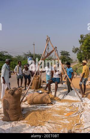 Ayodhya, Karnataka, Inde - 9 novembre 2013: Pauze à l'acheteur et les agriculteurs pesant le riz fraîchement récolté le long de la route sous ciel bleu. Vert Banque D'Images