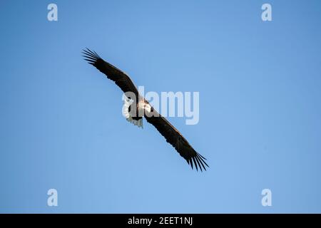 Un grand aigle à queue blanche Haliaeetus albicilla qui s'envolent sur un courant thermique contre un ciel bleu clair Banque D'Images