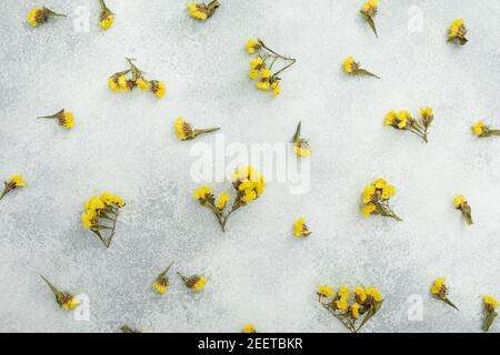 Motif de fleurs jaunes sur fond gris. Flat lay, vue de dessus. Concept de fête de la femme. Banque D'Images