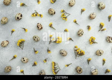 Œufs de caille avec fleurs jaunes sur fond gris. Flat lay, vue de dessus. Concept de vacances de Pâques. Banque D'Images