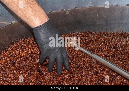 La main d'un homme aide le processus de mélange Les grains de café de torréfaction naturelle et torréfacto rôtis de La variété Robusta dans une torréfaction de café Banque D'Images