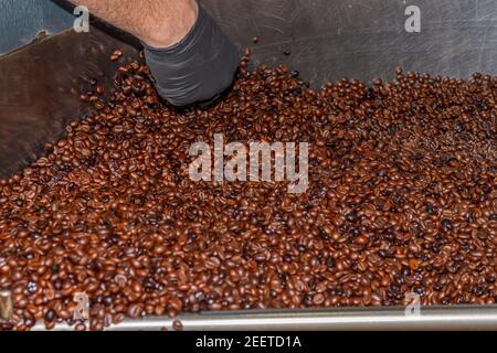 La main d'un homme aide le processus de mélange Les grains de café de torréfaction naturelle et torréfacto rôtis de La variété Robusta dans une torréfaction de café Banque D'Images