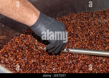 La main d'un homme aide le processus de mélange Les grains de café de torréfaction naturelle et torréfacto rôtis de La variété Robusta dans une torréfaction de café Banque D'Images