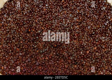 Grains de café Robusta rôtis de type « torrefacto », dans un récipient prêt à mélanger et à emballer dans une entreprise de torréfaction de café. Banque D'Images