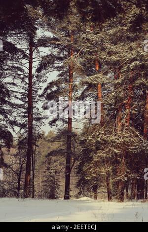 Pins avec troncs lisses dorés et branches enneigées au bord d'une forêt d'hiver ensoleillée. Paysage ensoleillé de forêt d'hiver. Forêt de pins Banque D'Images