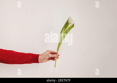 Main de l'homme tenant une tulipe blanche Banque D'Images