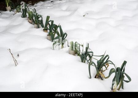 Une rangée de poireaux avec des tubes de toilettes anciennes roule autour d'eux pour les protéger de la lumière et pour étendre et blanchir les tiges. Pousse dans la neige. Banque D'Images