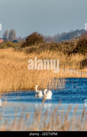 Une paire de cygnes muets, Cygnus olor, dans les roseaux du port de Heacham, par une journée d'hiver. Banque D'Images