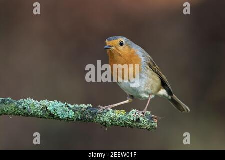 Robin européen, erithacus rubecula, adulte perché sur la branche, Norfolk, Angleterre, Royaume-Uni Banque D'Images