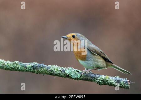 Robin européen, erithacus rubecula, adulte perché sur la branche, Norfolk, Angleterre, Royaume-Uni Banque D'Images