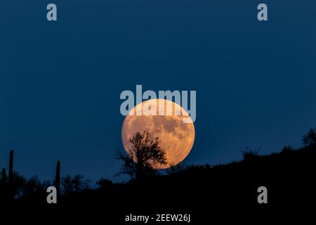 Pleine lune (lune de moisson) se lève dans le désert de Sonoran en Arizona. Ciel clair et bleu profond à l'arrière-plan. Silhouettes au premier plan. Banque D'Images