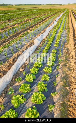 Champ de ferme végétale biologique avec des patches de laitue recouvertes de paillis en plastique au coucher du soleil. Banque D'Images