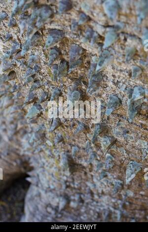 Chorisia speciosa - soie de soie de soie - gros plan du tronc. Banque D'Images