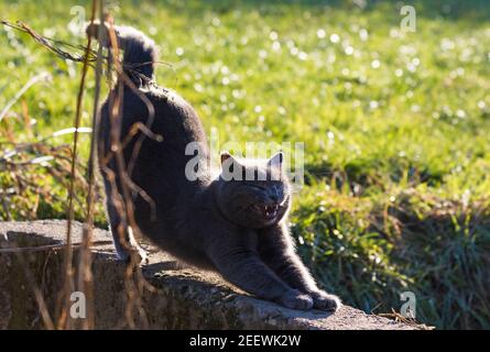Beauté chat bleu s'étirant au soleil Banque D'Images