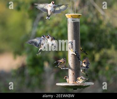 A Goldfinch (Carduelis Carduelis) Approche d'un mangeoire à oiseaux de jardin occupé par plusieurs oiseaux comme Deux autres Finches se battent à proximité Banque D'Images