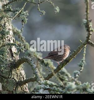 Un Dunnock, ou Bruant de haies, (Prunella Modularis) perché dans un Larch commun (Larix decidua) recouvert de lichen Banque D'Images