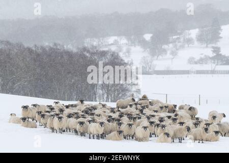 Un Flock of Scottish Blackface Sheep Huddle ensemble pendant un Tempête de neige dans la campagne de l'Aberdeenshire Banque D'Images