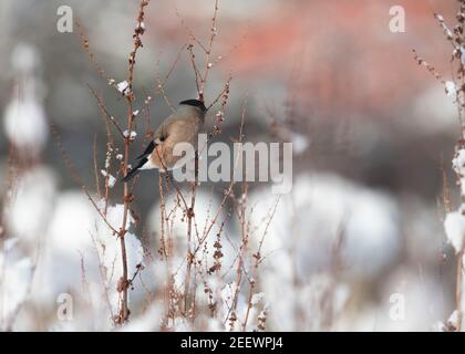 Un Bullfinch femelle (Pyrrhula Pyrrhula) se nourrissant de graines de quai à feuilles larges (Rumex obtusifolius) dans la neige lors d'une Sunny hiver Banque D'Images