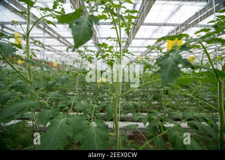 Les rangées sans fin de plants de tomates cerises à monoculture étroitement disposés sont soutenues par des cordes, car ils poussent de la plantule à l'étape de la floraison en utilisant rien d'autre qu'une base de sol artificielle infusée avec des minéraux et des nutriments - connu comme milieu de culture, composé principalement de perlite, tourbe, sable, Ponce et différentes combinaisons - dans une serre à grande échelle, optimisée pour un rendement élevé dans cette usine à échelle industrielle près de Langfang (Hebei) dans le sud-est de Beijing, Chine, RPC. © Olli Geibel Banque D'Images