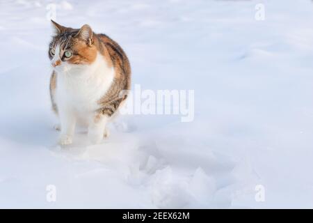 Un drôle de chat de trois couleurs assis dans la neige. Banque D'Images