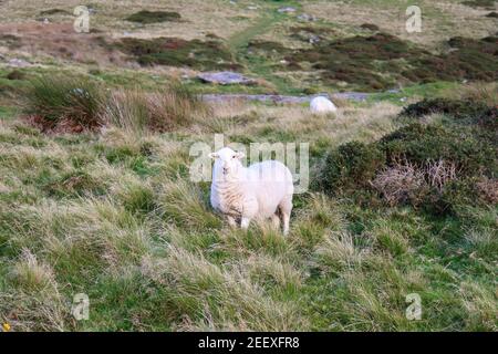 Moutons sur la colline, Rhosgadfan, Moel Tryfan, Gwynedd, Snowdonia, Nord-Ouest du pays de Galles, Royaume-Uni Banque D'Images