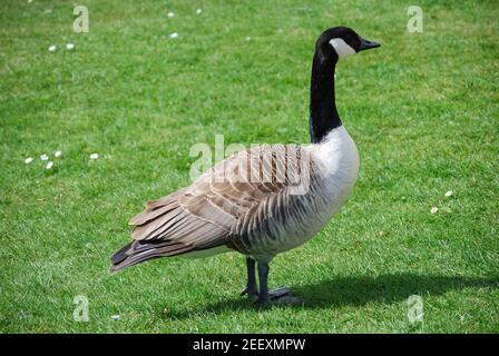 Bernache du Canada (Branta canadensis) sur les rives de River Cam, Cambridge, Cambridgeshire, Angleterre, Royaume-Uni Banque D'Images