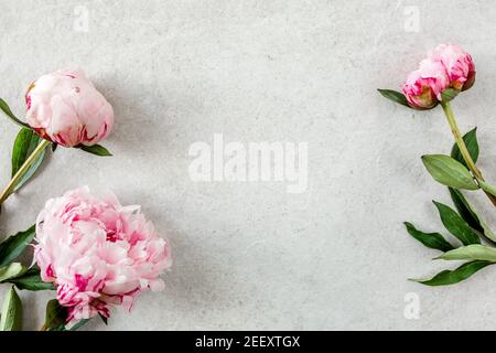 Cadre en fleur de pivoines roses sur fond gris. Flat lay, vue de dessus. Cadre de fleurs. Banque D'Images