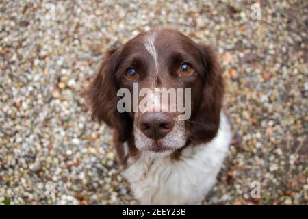 Gros plan du chien regardant dans l'appareil photo Banque D'Images