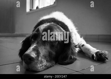 Photo en noir et blanc d'un chien allongé Banque D'Images