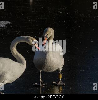 Un couple reproducteur de cygnes muets (cygnus olor) debout sur la glace. L'un des cygnes a un anneau d'identité de jambe. Banque D'Images