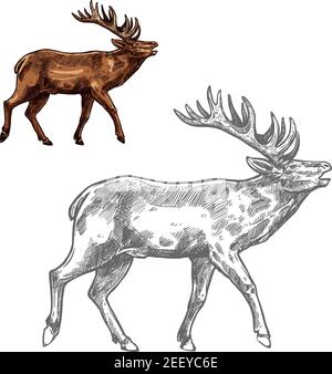 Croquis animal de cerf ou de renne de mammifère sauvage avec de grands bois. Cerf rouge mûr grondant pendant la période de rutting symbole isolé pour le sport de chasse Illustration de Vecteur