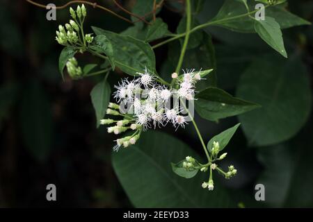 Branche de plante sauvage pleine de fleurs blanches et de bourgeons Banque D'Images