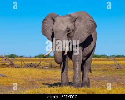 Gros éléphant d'afrique Banque D'Images