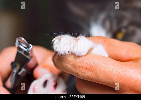 Gros plan de l'homme coupant des griffes de chat avec un coupe-ongles ou un coupe-griffes. Toilettage pour animaux. Entretien des griffes Cat. Banque D'Images