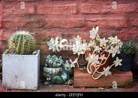 Plantes succulentes et cactus en pots de bois contre le vieux mur de béton et de briques rouges. Banque D'Images