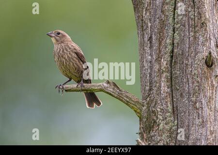 Femelle de Grosbeak à poitrine de rose, PA Banque D'Images