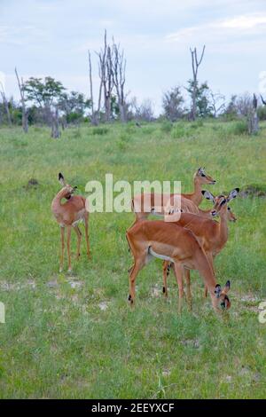 Impala (Aepyceros melampus). Les femelles pâture. Moremi, Chobe, Savuti, Parcs nationaux, Delta d'Okavango, Botswana. Afrique. Africain. Antilopes. Banque D'Images